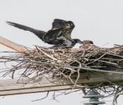 2016 06 11 WildLife MPLS 008